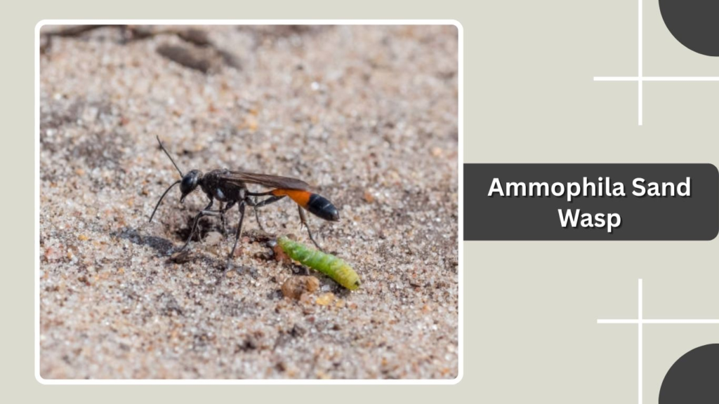 Ammophila Sand Wasp