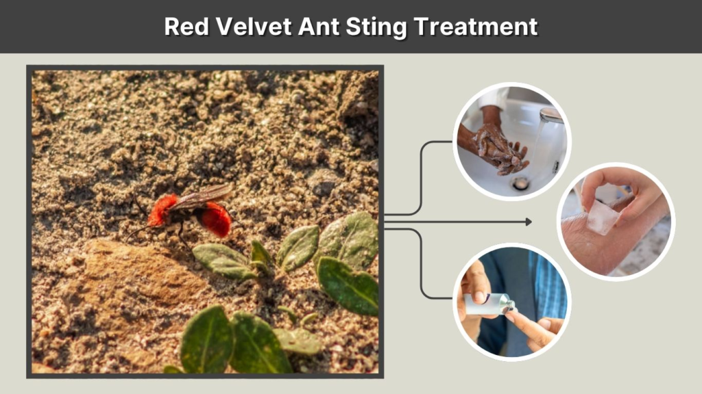 Red Velvet Ant Sting Treatment