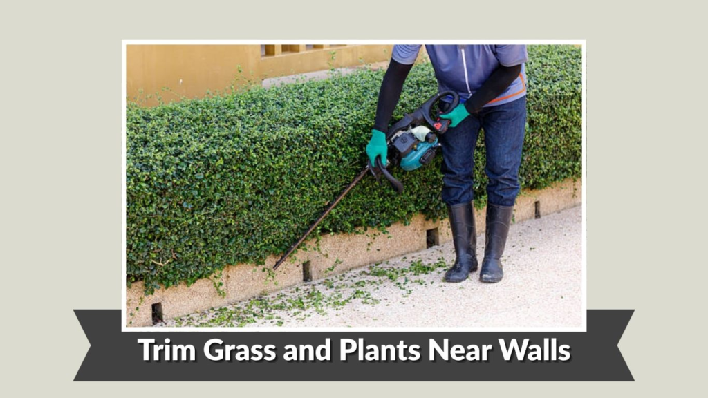 Trim Grass and Plants Near Walls