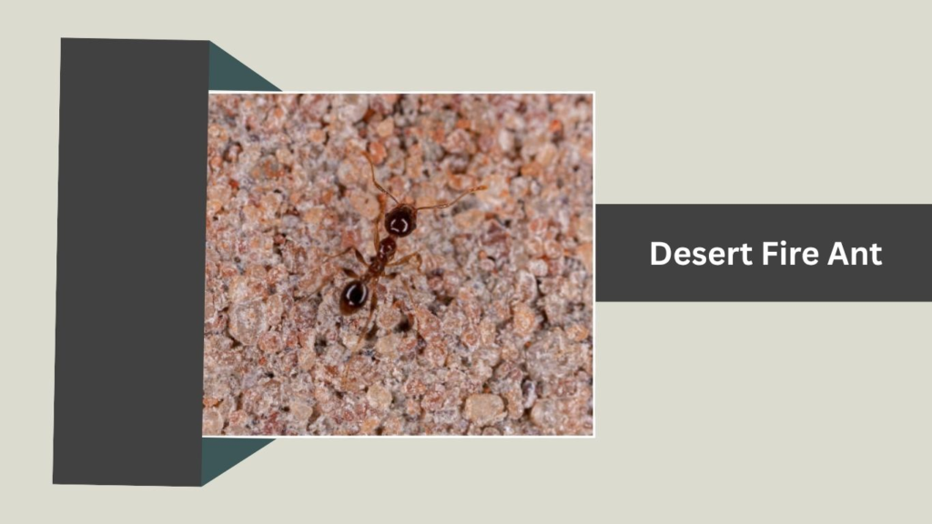 Desert Fire Ant