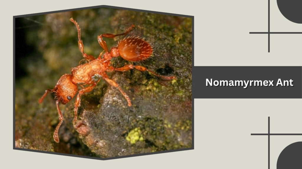 Nomamyrmex Ant