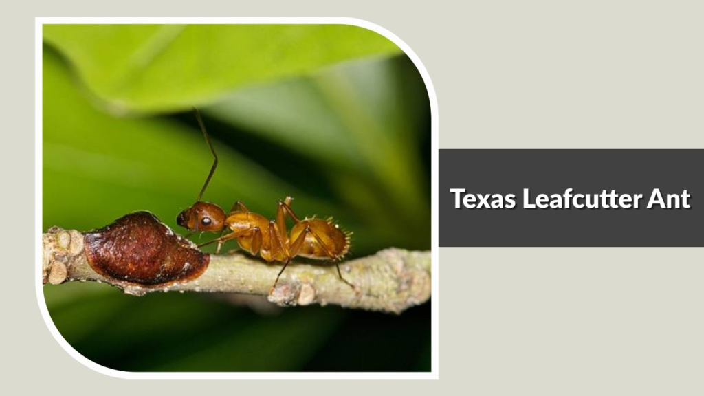 Texas Leafcutter Ant