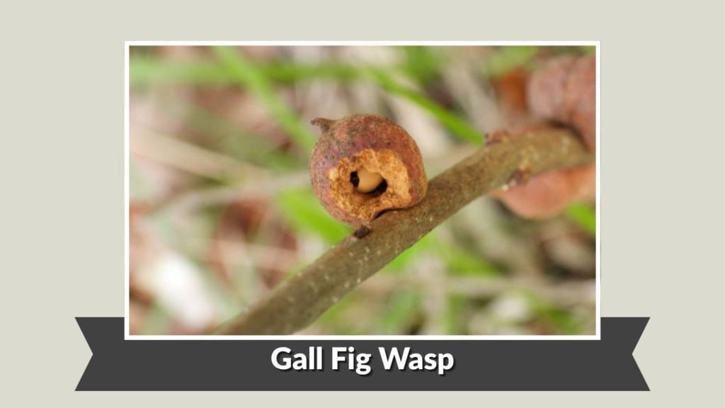 Gall Fig Wasp