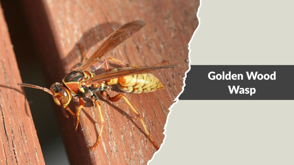 Golden Wood Wasp