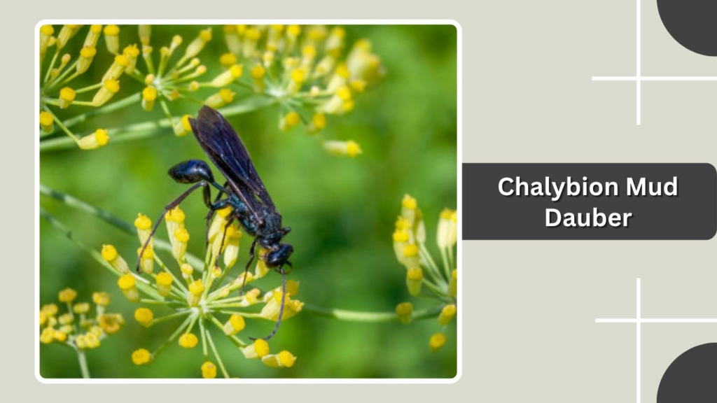 Chalybion Mud Dauber