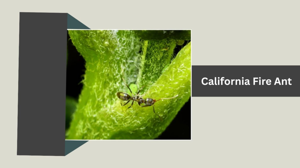 California Fire Ant