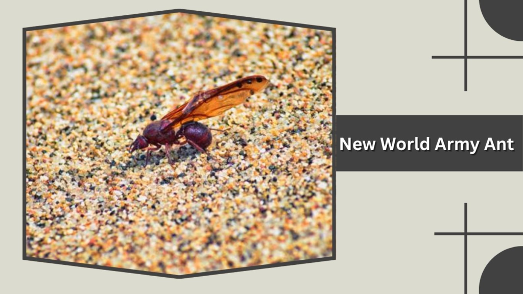 New World Army Ant
