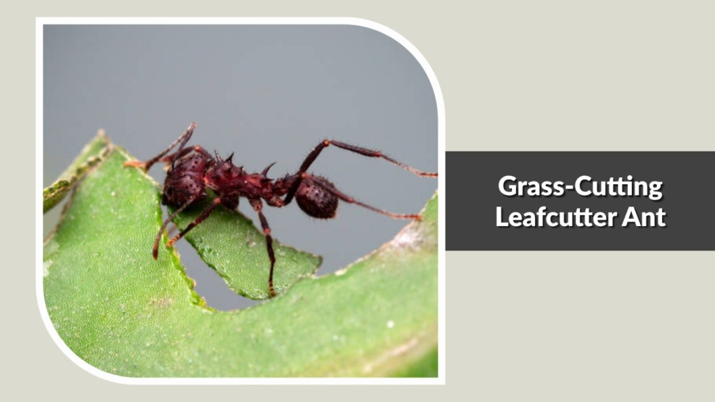 Grass-Cutting Leafcutter Ant
