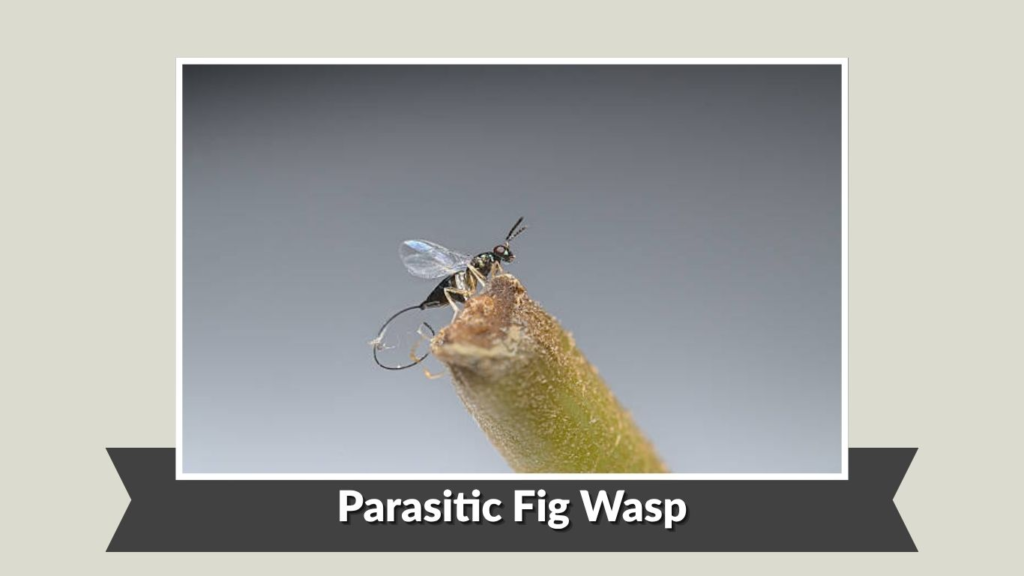 Parasitic Fig Wasp