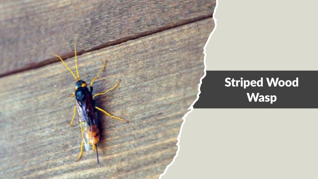 Striped Wood Wasp