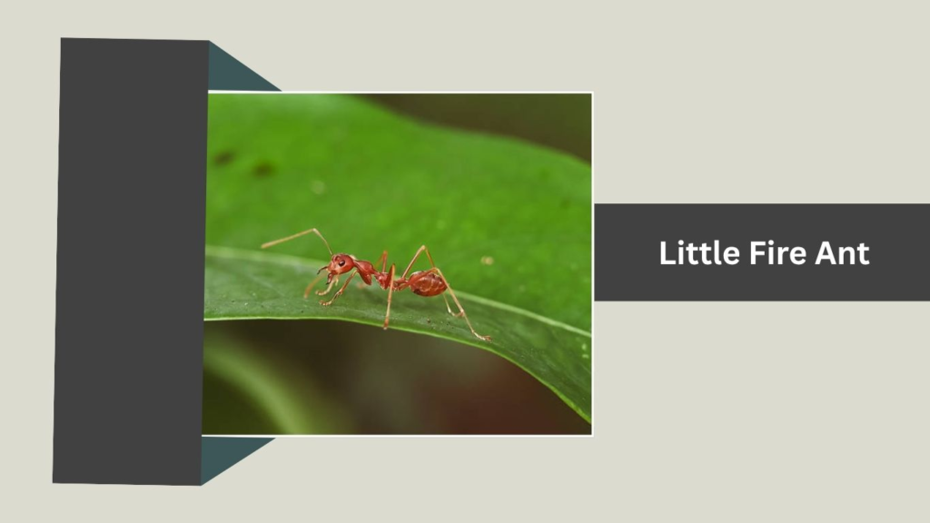 Little Fire Ant