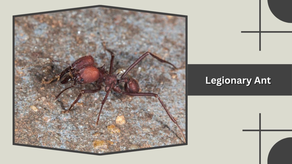 Legionary Ant