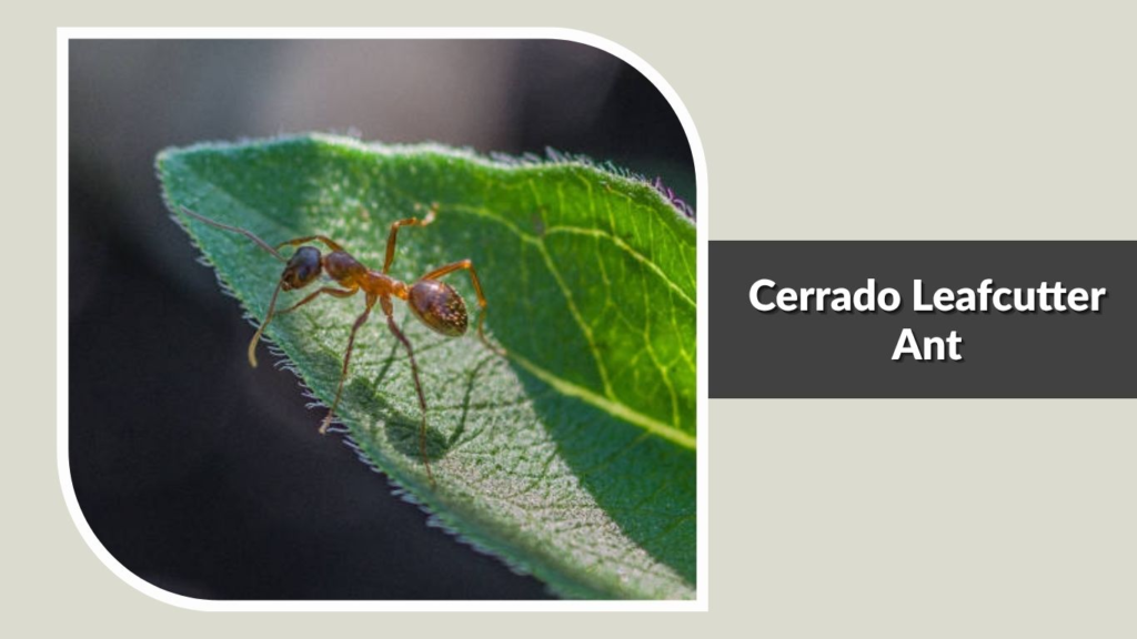 Cerrado Leafcutter Ant