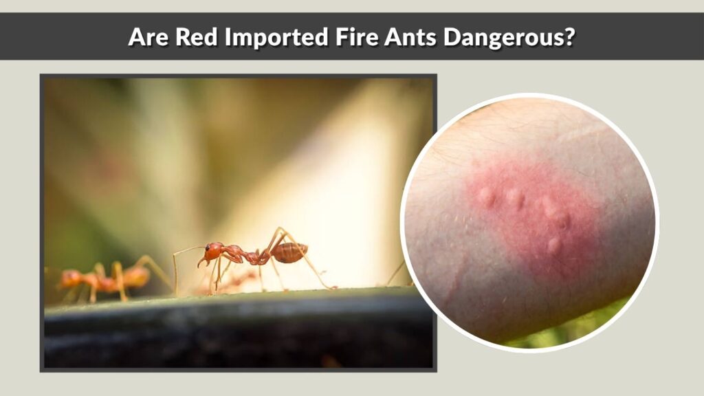 Are Red Imported Fire Ants Dangerous?