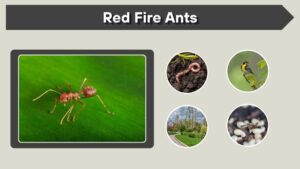 Red Fire Ants: Facts, Bites, Habitat and Control Guide