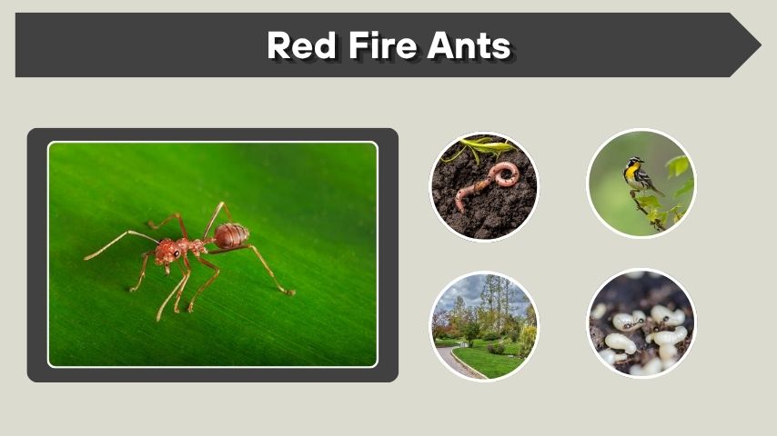 Red Fire Ants: Facts, Bites, Habitat and Control Guide