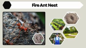 Fire Ant Nest: How to Identify and Remove Colonies
