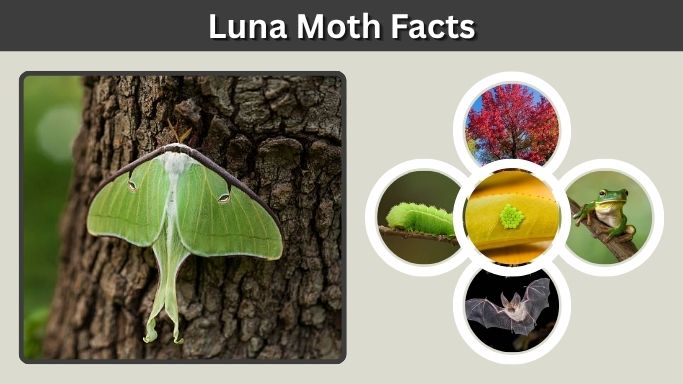 Luna Moth Facts: 12 Amazing Things to Know