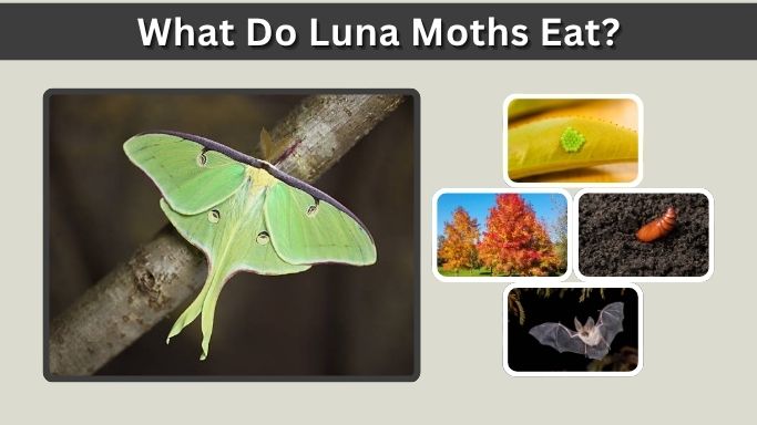 What Do Luna Moths Eat? Caterpillar and Adult Diet