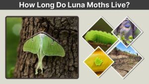 How Long Do Luna Moths Live? Full Lifespan Guide