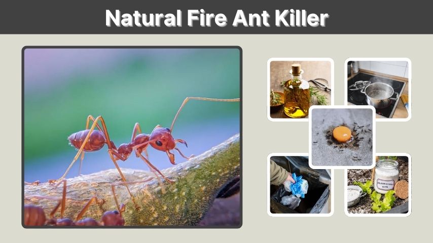 Natural Fire Ant Killer: Safe and Effective Solutions