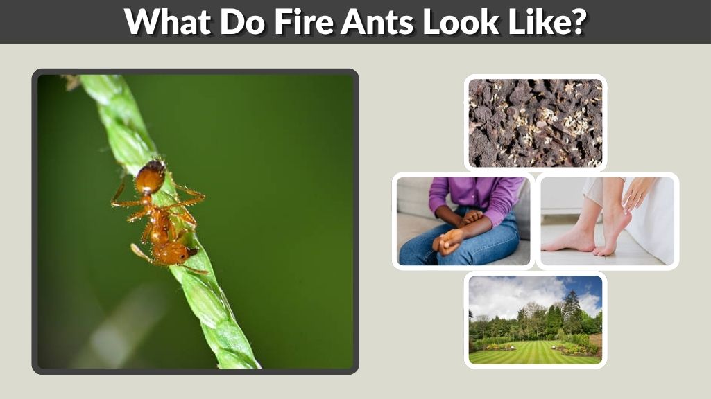 What Do Fire Ants Look Like? Complete Identification Guide