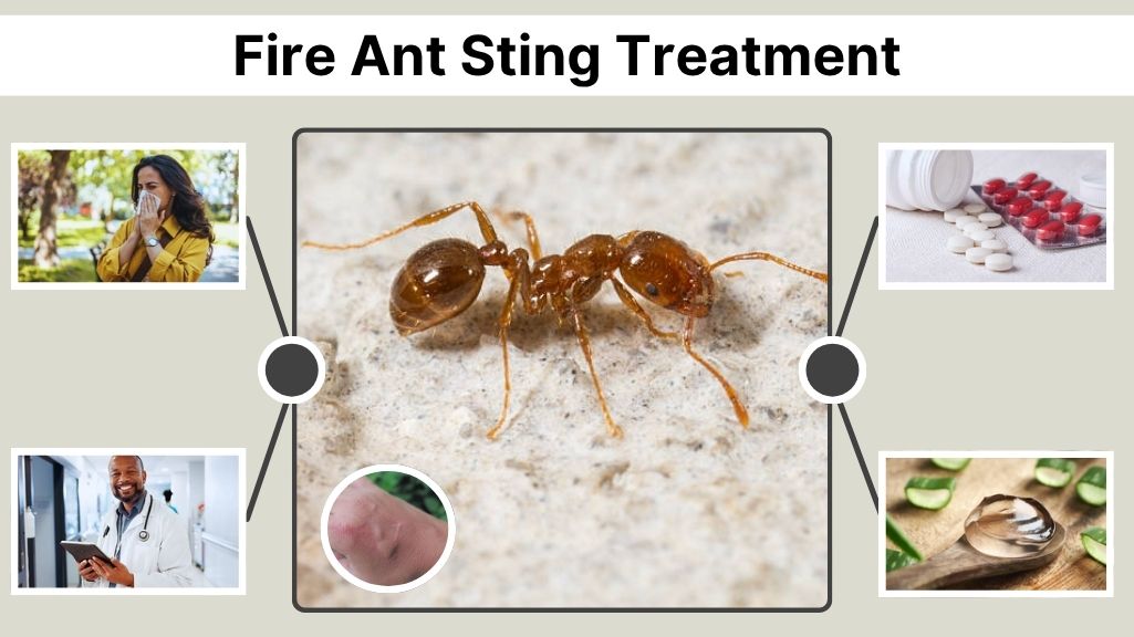 Fire Ant Sting Treatment: Best Relief, Home Remedies & Care