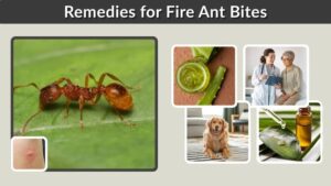 Remedies for Fire Ant Bites: Fast Relief and Home Treatments