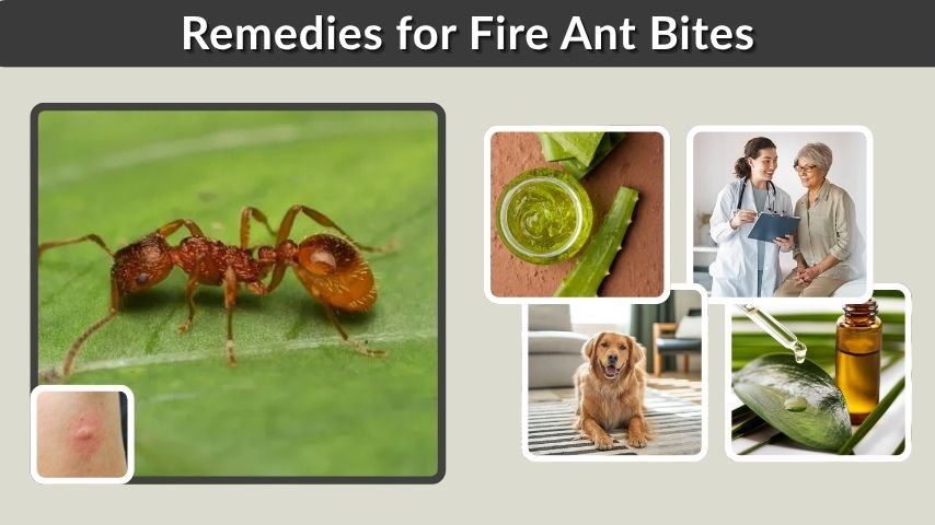 Remedies for Fire Ant Bites: Fast Relief and Home Treatments