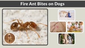 Fire Ant Bites on Dogs: Symptoms, Treatment & Prevention
