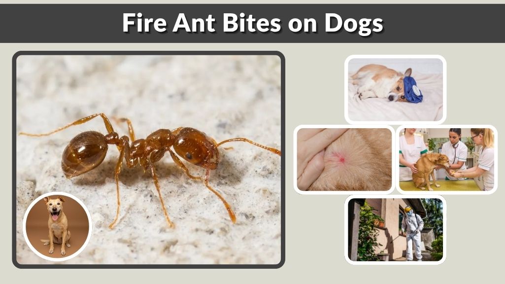 Fire Ant Bites on Dogs: Symptoms, Treatment & Prevention