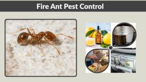 Fire Ant Pest Control: Effective Solutions to Eliminate Fire Ants