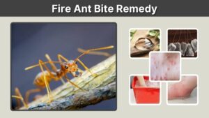 Fire Ant Bite Remedy: Home Treatments for Fast Relief