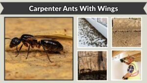 Carpenter Ants With Wings: Identification and Control
