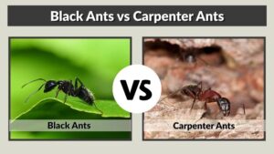 Black Ants vs Carpenter Ants: Key Differences