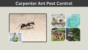 Carpenter Ant Pest Control: Professional and DIY Options