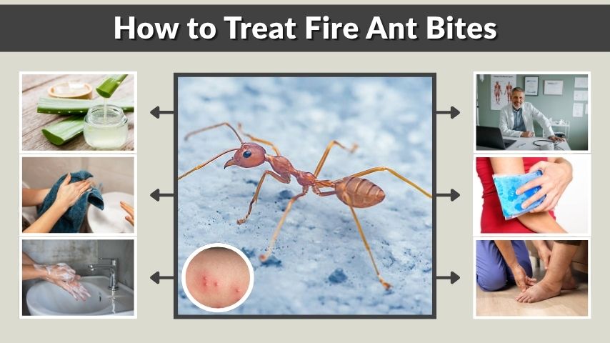 How to Treat Fire Ant Bites: Symptoms, Relief and Care