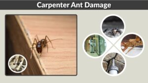 Carpenter Ant Damage: Signs, Risks, and How to Repair It