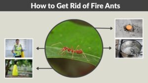 How to Get Rid of Fire Ants: Complete Removal Guide