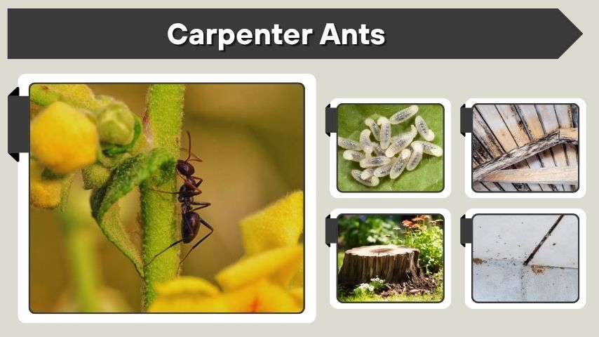 Carpenter Ants Identification Guide for Homeowners