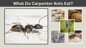 What Do Carpenter Ants Eat? Diet, Wood Myths, and Food Sources