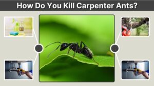 How Do You Kill Carpenter Ants? Safe Ways That Work