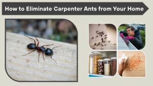 How to Eliminate Carpenter Ants from Your Home