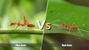 Fire Ants vs Red Ants: Key Differences, Bites & Identification