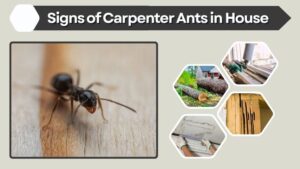 Signs of Carpenter Ants in House: Early Warning Guide