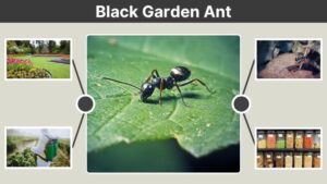 Black Garden Ant: Identification, Bite, Queen, and Control