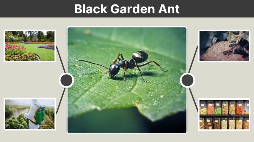 Black Garden Ant: Identification, Bite, Queen, and Control