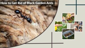 How to Get Rid of Black Garden Ants Safely