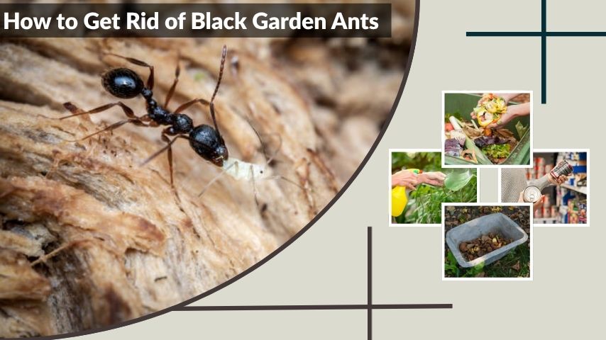 How to Get Rid of Black Garden Ants Safely