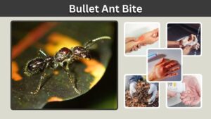 Bullet Ant Bite: Pain, Symptoms, Mark, and Treatment